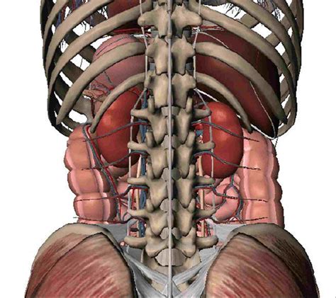 Human Abdomen Anatomy Male : Abdomen Quadrants Abdominal Quadrant Upper ...