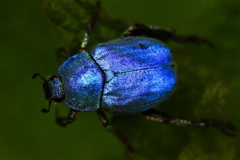 Makroaufnahme des blauen Käfers 사진 – Unsplash의 무료 버그 이미지