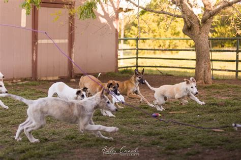 Exercising a Borzoi Puppy — Rezance Borzoi