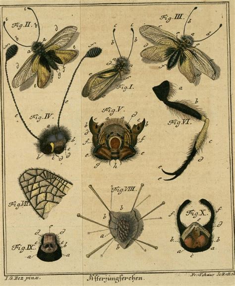 Entomology | Art images, Rare books, Art