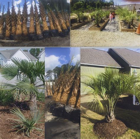 Planting Instructions and Care for Palmetto Palm TreesSuperior Sod ...