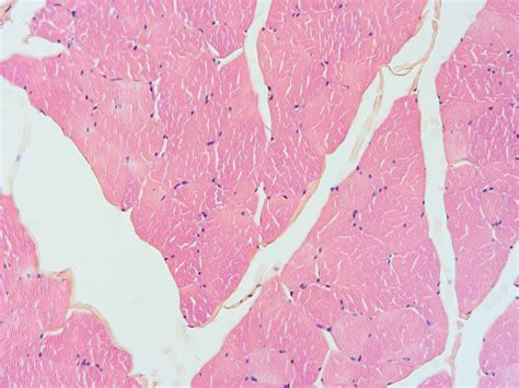 Histology Of Human Tissue Stock Photo - Download Image Now - Anatomy ...