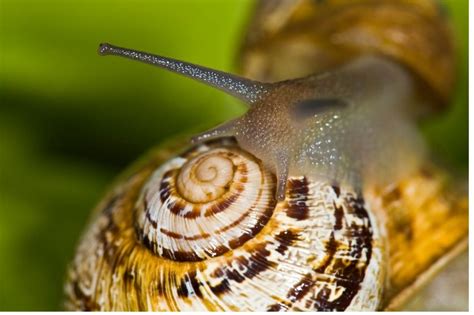 Japanese Trapdoor Snail: How To Care For Viviparus Malleattus