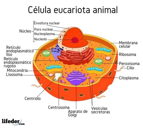 Partes De Una Celula Eucariota Animal Partes De La Celula Animal ...