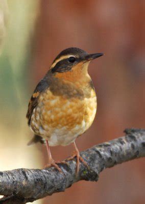 Varied Thrush Female 1206-5j.jpg photo - George Vlahakis photos at ...