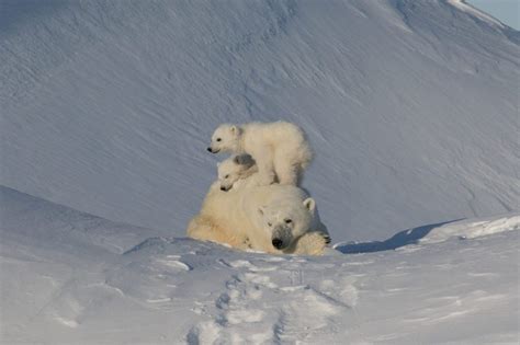 The Best of Baffin Island Wildlife Encounters | Arctic Kingdom