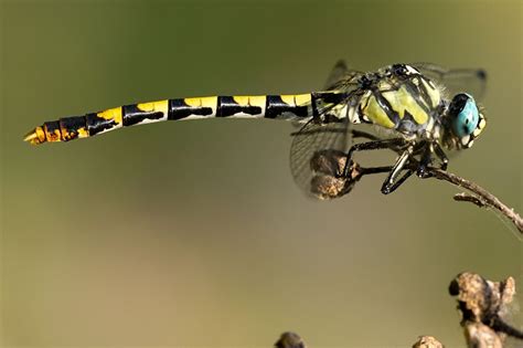 Taxonomy Gomphidae (Clubtails) - Observation.org