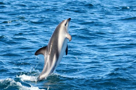 Types of Dolphins and Where to See Them - North American Divers