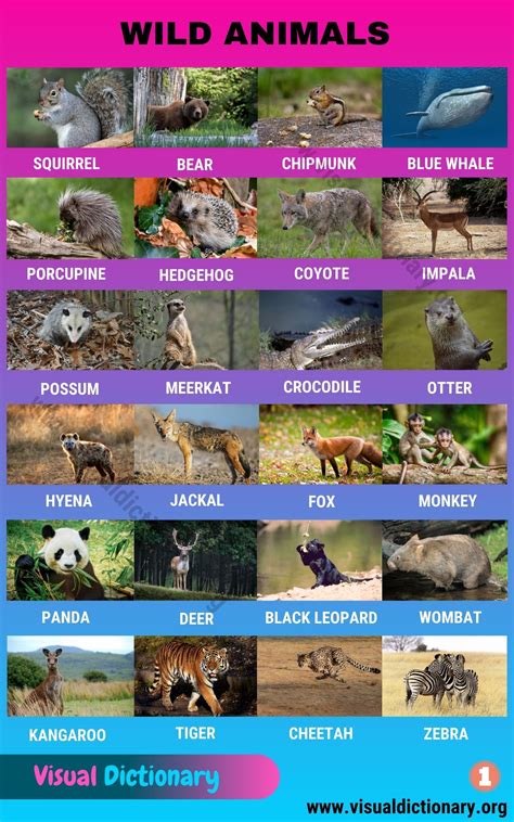 Wild Animals: List of 50 Common Wild Animals Vocabulary with Pictures ...