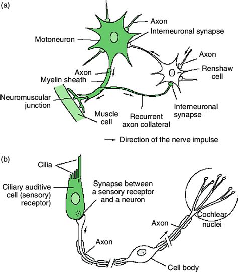 1 Types of cells connected by chemical synapses. | Download Scientific ...