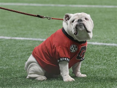 Tributes Are Pouring In For Legendary Georgia Bulldogs Mascot