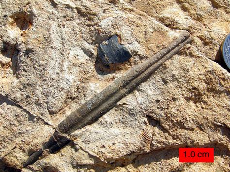 Wooster’s Fossils of the Week: Belemnites (Jurassic of Wyoming ...