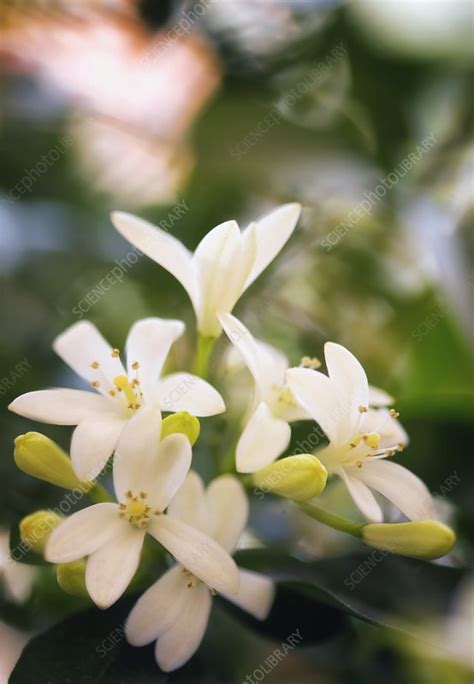 Murraya (Murraya paniculata) flowers - Stock Image - C047/7155 ...