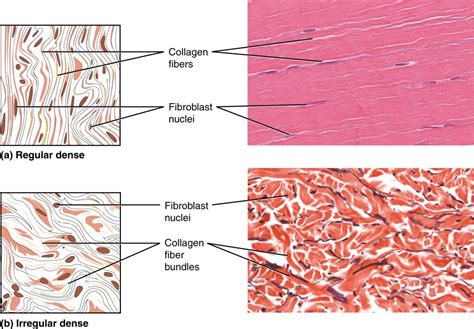 Connective Tissue | Anatomy and Physiology