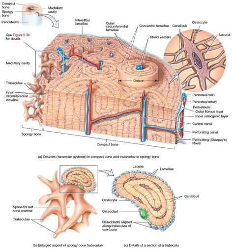 Histology of compact and spongy bone | Medical anatomy, Basic anatomy ...