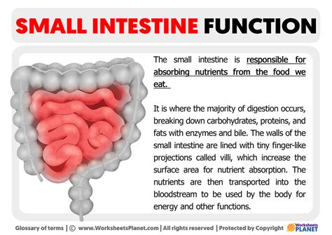 Small Intestine Function