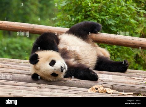 sleeping panda cub at the Panda Breeding and research centre, Chengdu ...