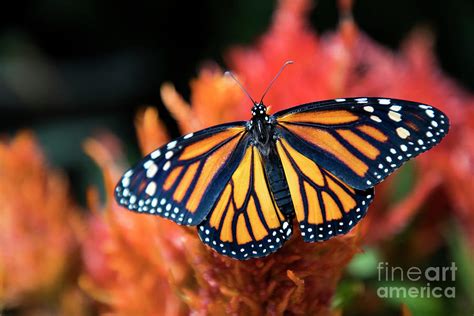 Female Monarch Butterfly Photograph by Kasia Bitner