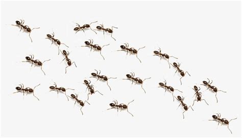 Ant Trail PNG Image | Transparent PNG Free Download on SeekPNG