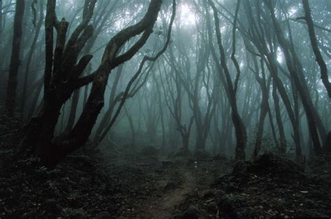 The haunted forest Aokigahara in Japan | paradoxoff