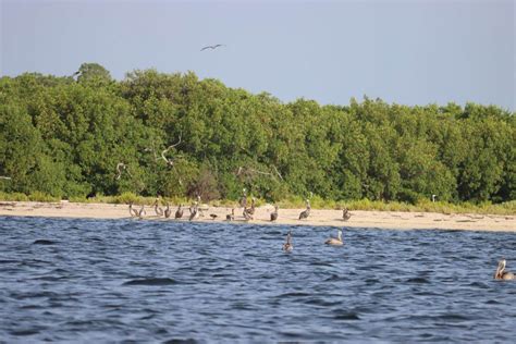 Cayo Costa State Park In Captiva, FL | America's State Parks