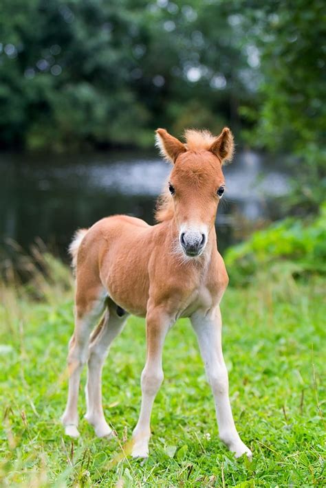 Baby Horse Pictures