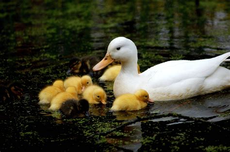 Baby Duck Wallpapers - Wallpaper Cave