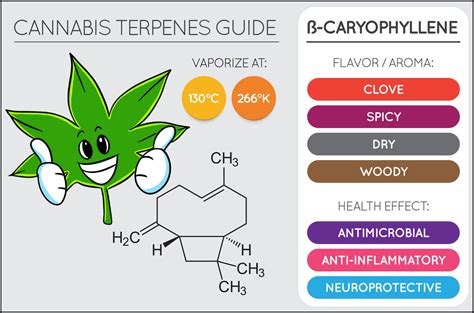 Caryophyllene: What is This Terpene and Why Should You Care About It ...