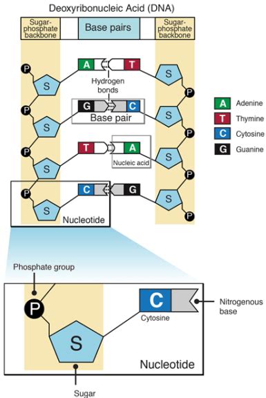 Monomer Definition and Examples - Biology Online Dictionary