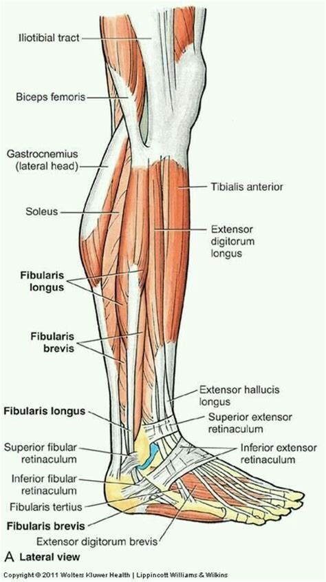 Пин на доске ANATOMY