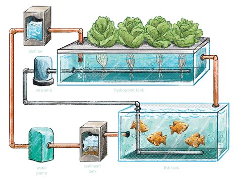 Aquaponics Layout