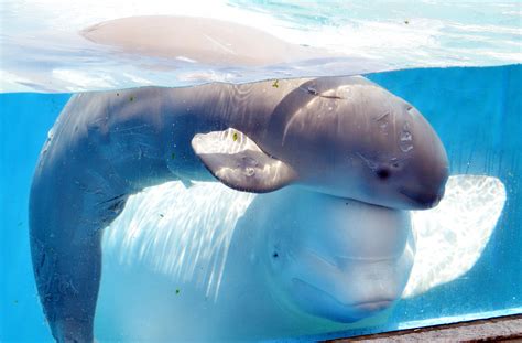 A baby beluga whale swims close to her 11 year old mother at Hakkeijima ...