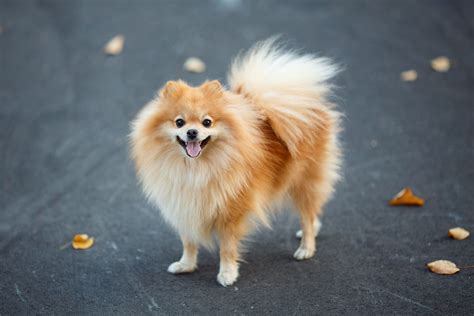 Short & Sweet: short cute dogs Fits Perfectly in Your Lap