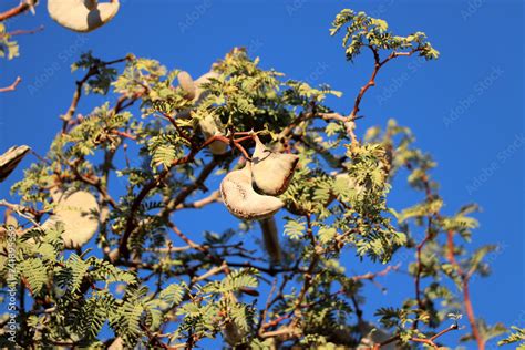 fruits and leaves of the camel thorn tree - Namibia Stock Photo | Adobe ...