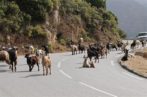 Corsica - WorldAtlas