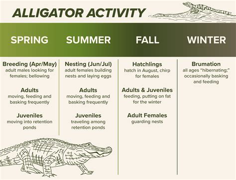 SCDNR - Wildlife Information - Alligator Public Draw Hunt