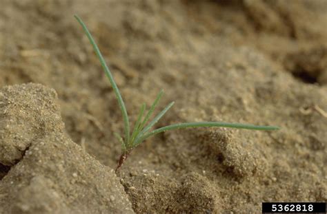 Russian thistle (Salsola tragus)