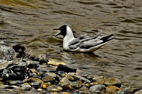 Brown Headed Gull: Photo, Behavior and Habitat | Whizzed Net