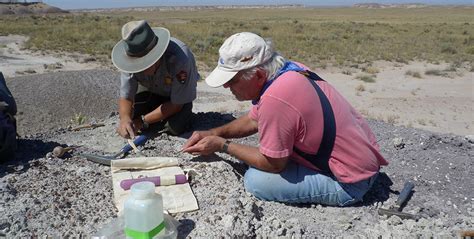 Collecting fossils at the Petrified Forest National Park | Burke Museum