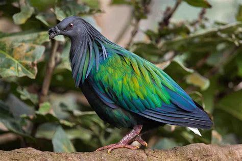 Pigeon de Nicobar: le plus proche parent du Dodo arbore un plumage ...