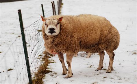 Meet the Beltex, an Eternally Grumpy-Looking Sheep - Modern Farmer