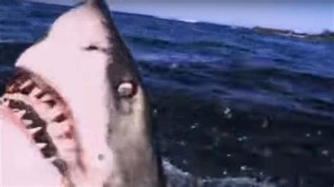 Great White Shark ATTACK Predators BBC Earth