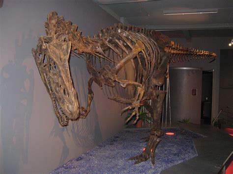 Allosaurus - Fossil Wiki, the paleontology wiki