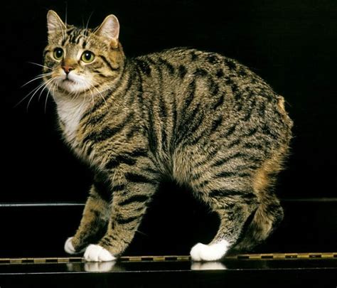 Manx Cat: Personality, Appearance, History, Care and Health Issues