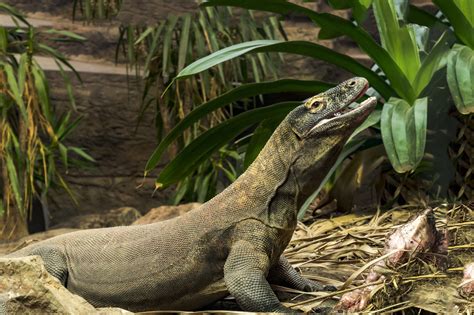 A Komodo Dragon in captivity at a zoo. #reptile #reptiles #monitor # ...