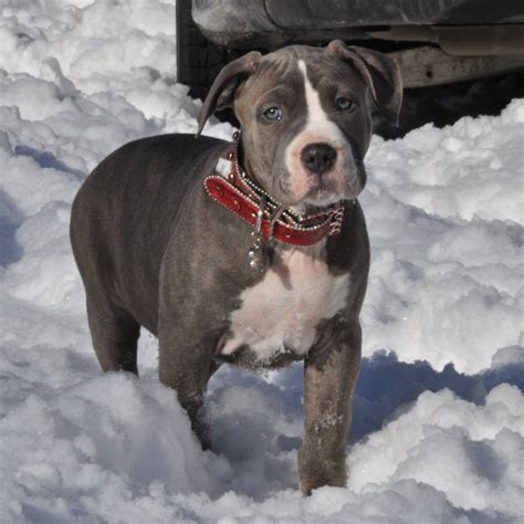 gxg female a 10 week old xl bully pitbull puppy - Worlds Finest Pit Bulls