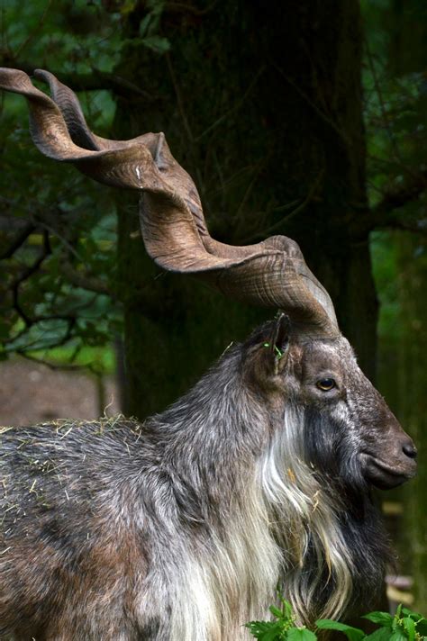 Community-based Conservation of Markhor in Pakistan - Safari Club ...