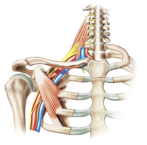 Brachial Plexus: Its Five Sections and Functions