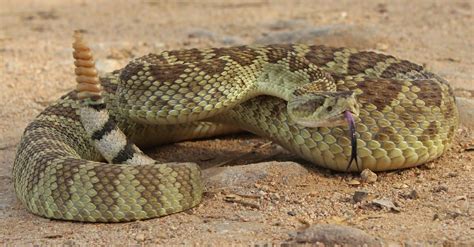 4 Venomous Snakes Found in Utah! (2023) – Nature Blog Network