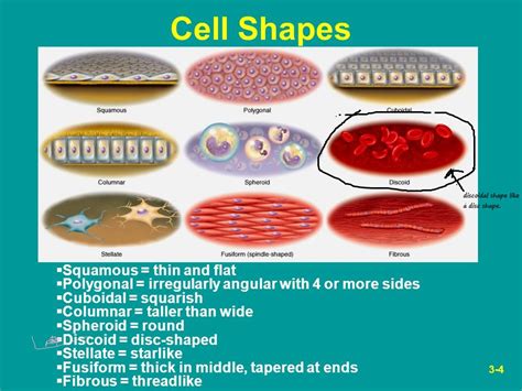 What are DISCOIDAL cells' shape - Biology - - 15005175 | Meritnation.com